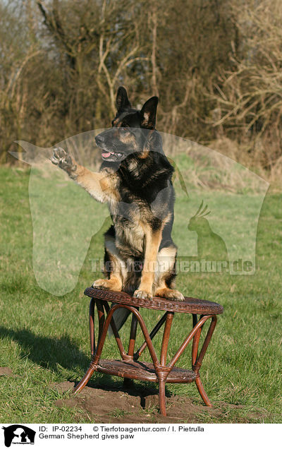 Deutscher Schferhund gibt Pftchen / German Shepherd gives paw / IP-02234