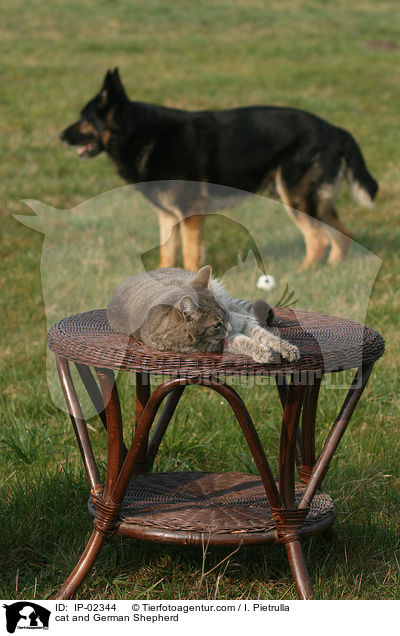 cat and German Shepherd / IP-02344
