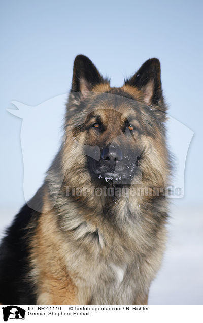 German Shepherd Portrait / RR-41110