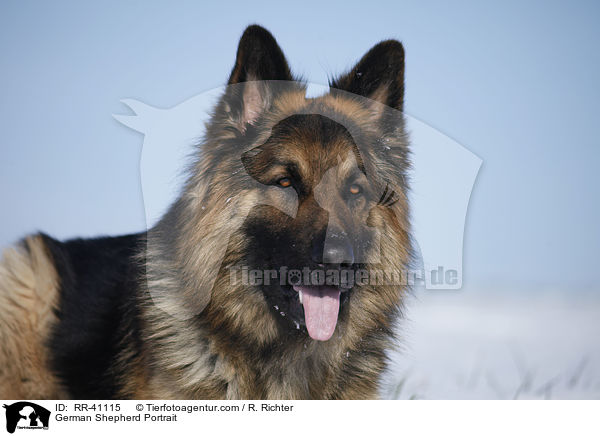 German Shepherd Portrait / RR-41115