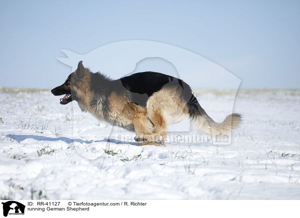 running German Shepherd / RR-41127