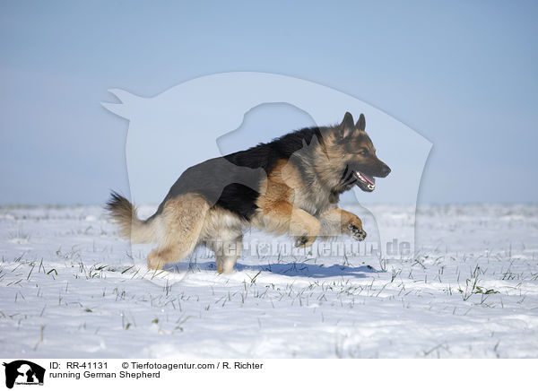 running German Shepherd / RR-41131