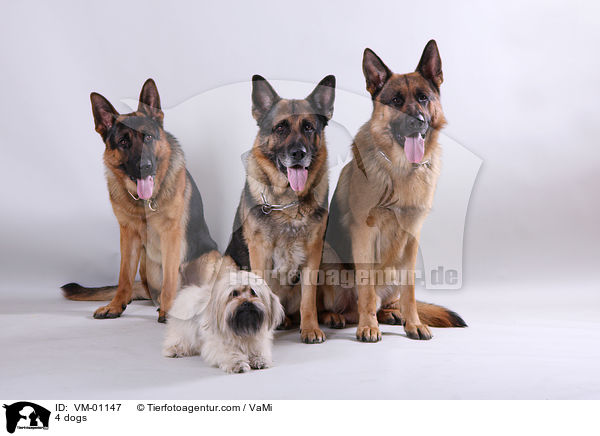 4 Hunde / 4 dogs / VM-01147