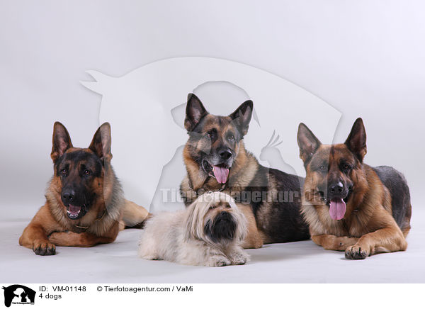 4 Hunde / 4 dogs / VM-01148