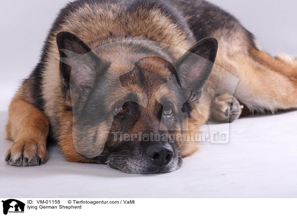 liegender Deutscher Schferhund / lying German Shepherd / VM-01156