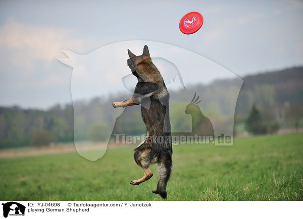 spielender Deutscher Schferhund / playing German Shepherd / YJ-04698