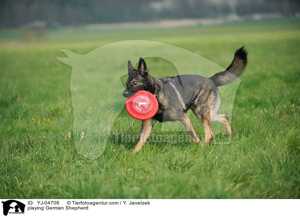 spielender Deutscher Schferhund / playing German Shepherd / YJ-04706