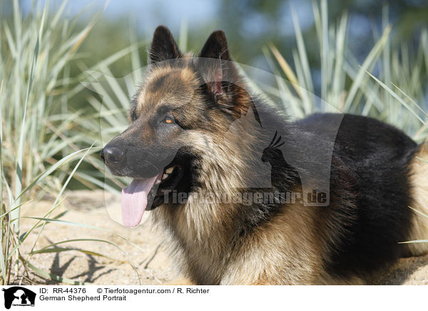 German Shepherd Portrait / RR-44376