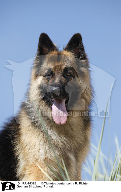 German Shepherd Portrait / RR-44383