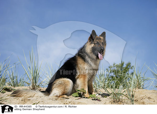 sitting German Shepherd / RR-44385