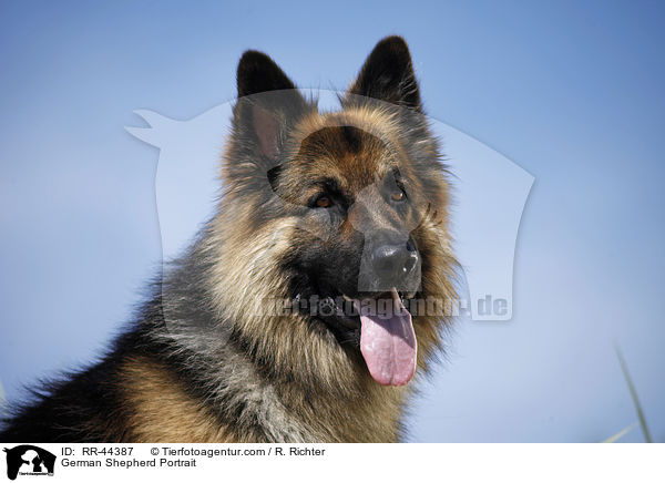 German Shepherd Portrait / RR-44387