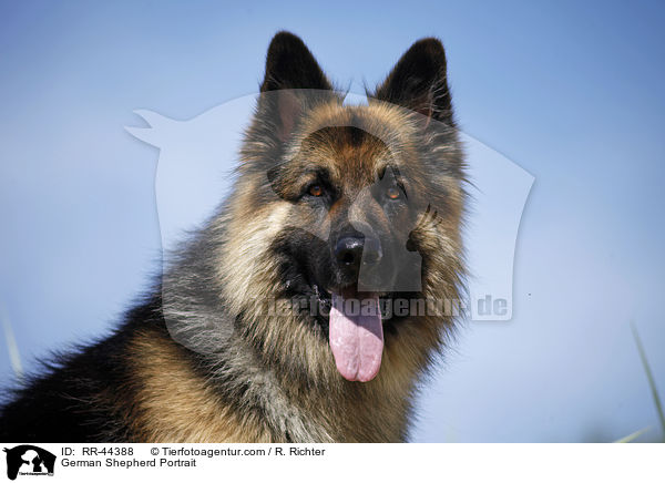 German Shepherd Portrait / RR-44388