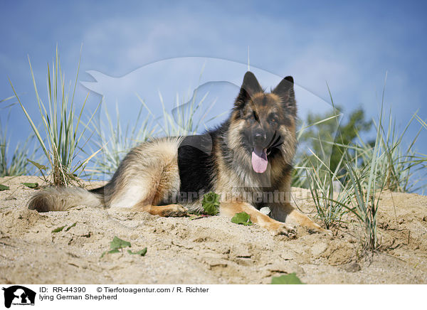 lying German Shepherd / RR-44390