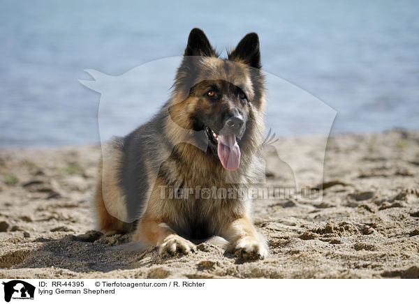 lying German Shepherd / RR-44395