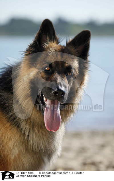 German Shepherd Portrait / RR-44398
