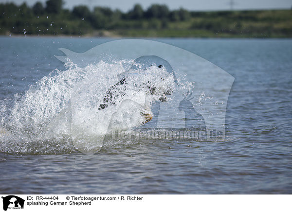 splashing German Shepherd / RR-44404