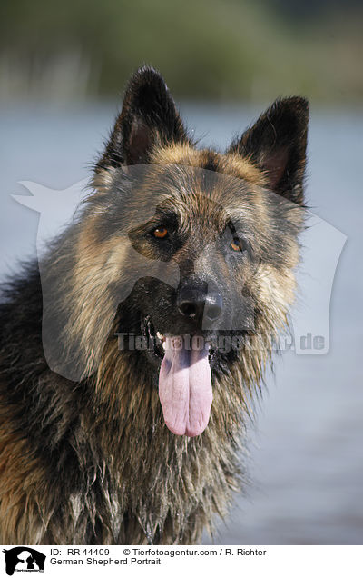 German Shepherd Portrait / RR-44409