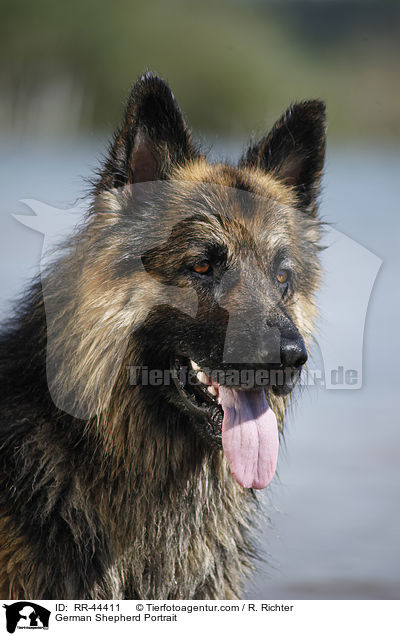 German Shepherd Portrait / RR-44411