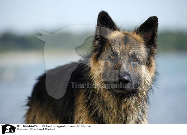 German Shepherd Portrait / RR-44422