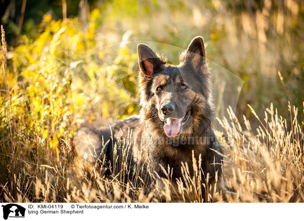 liegender Deutscher Schferhund / lying German Shepherd / KMI-04119