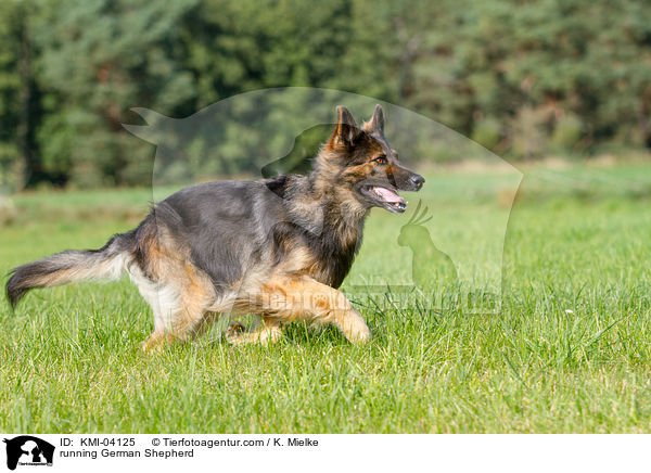 running German Shepherd / KMI-04125