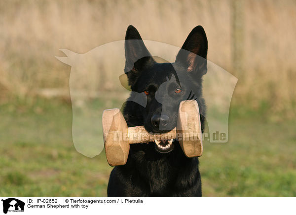 Deutscher Schferhund mit Bringholz / German Shepherd with toy / IP-02652