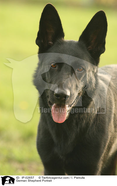 Deutscher Schferhund Portrait / German Shepherd Portrait / IP-02657