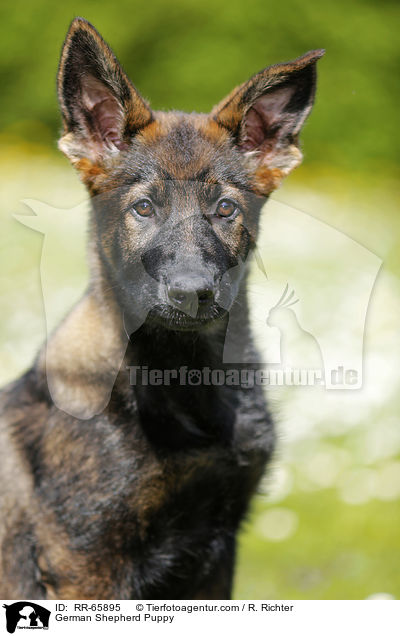 Deutscher Schferhund Welpe / German Shepherd Puppy / RR-65895