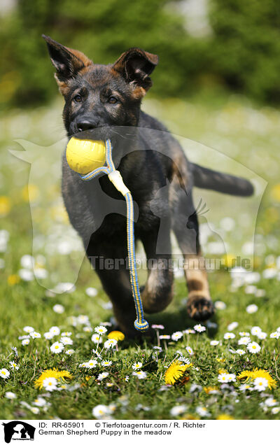 Deutscher Schferhund Welpe auf einer Blumenwiese / German Shepherd Puppy in the meadow / RR-65901