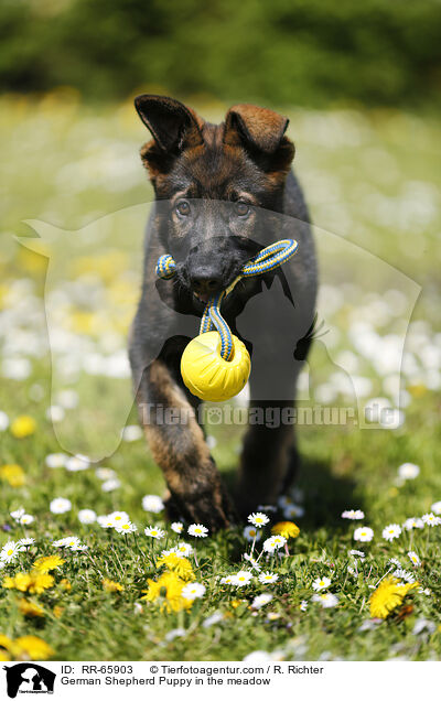 Deutscher Schferhund Welpe auf einer Blumenwiese / German Shepherd Puppy in the meadow / RR-65903