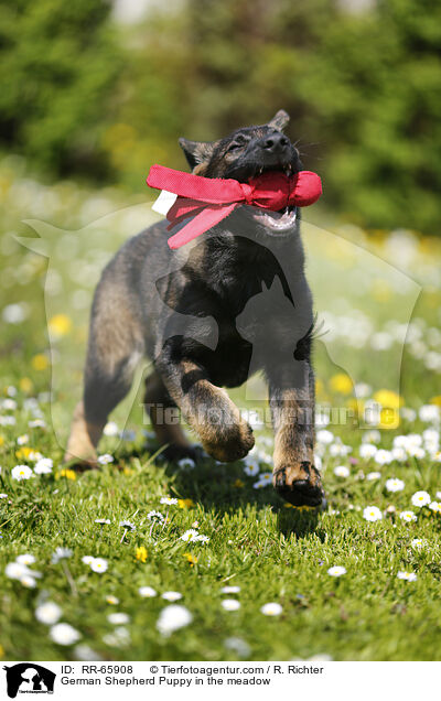 Deutscher Schferhund Welpe auf einer Blumenwiese / German Shepherd Puppy in the meadow / RR-65908