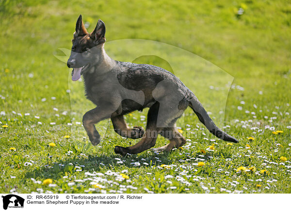 Deutscher Schferhund Welpe auf einer Blumenwiese / German Shepherd Puppy in the meadow / RR-65919