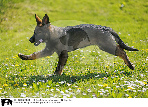 Deutscher Schferhund Welpe auf einer Blumenwiese / German Shepherd Puppy in the meadow / RR-65920