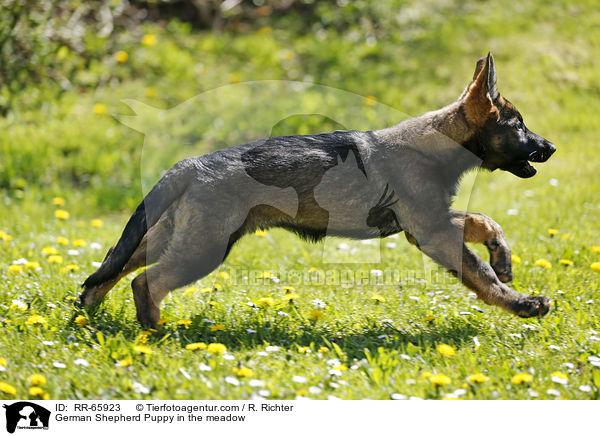 Deutscher Schferhund Welpe auf der Wiese / German Shepherd Puppy in the meadow / RR-65923