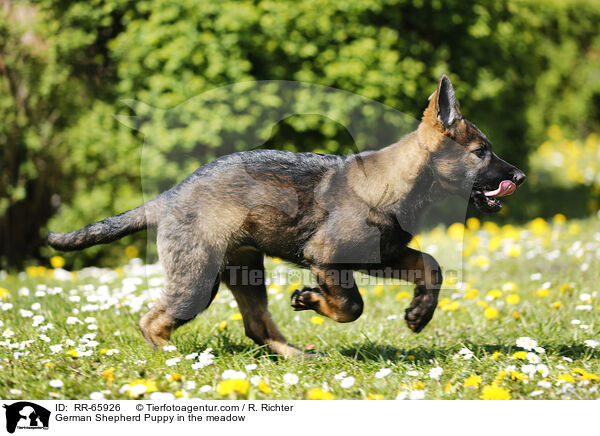 Deutscher Schferhund Welpe auf einer Blumenwiese / German Shepherd Puppy in the meadow / RR-65926