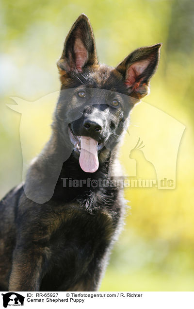 Deutscher Schferhund Welpe / German Shepherd Puppy / RR-65927