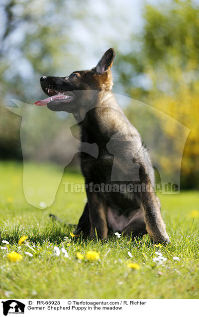 Deutscher Schferhund Welpe auf der Wiese / German Shepherd Puppy in the meadow / RR-65928
