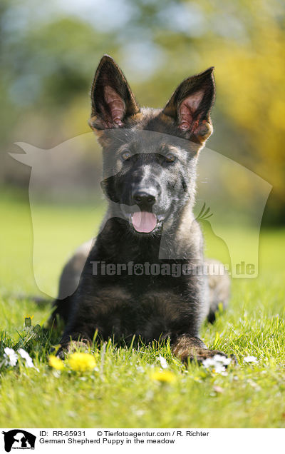 Deutscher Schferhund Welpe auf der Wiese / German Shepherd Puppy in the meadow / RR-65931