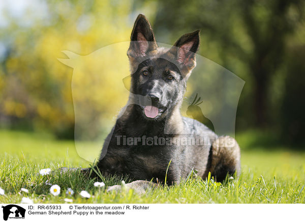 German Shepherd Puppy in the meadow / RR-65933