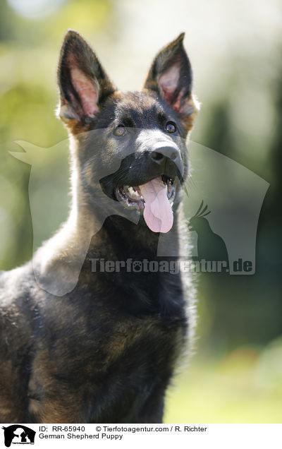 Deutscher Schferhund Welpe / German Shepherd Puppy / RR-65940