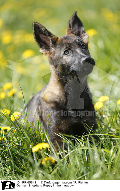 Deutscher Schferhund Welpe auf einer Blumenwiese / German Shepherd Puppy in the meadow / RR-65943
