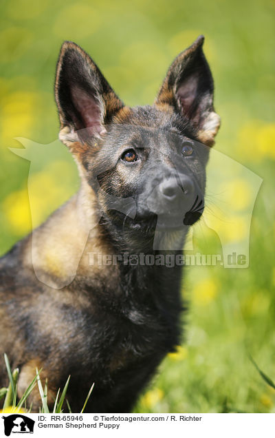 Deutscher Schferhund Welpe / German Shepherd Puppy / RR-65946