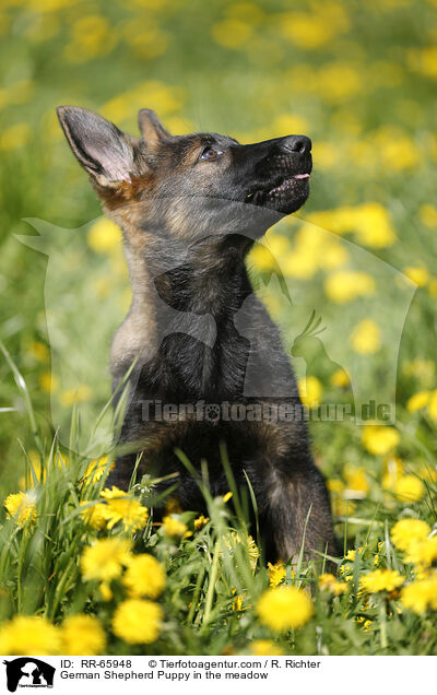 Deutscher Schferhund Welpe auf einer Blumenwiese / German Shepherd Puppy in the meadow / RR-65948