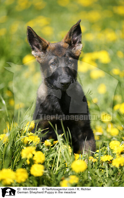 Deutscher Schferhund Welpe auf einer Blumenwiese / German Shepherd Puppy in the meadow / RR-65949