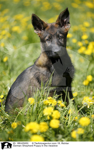 Deutscher Schferhund Welpe auf einer Blumenwiese / German Shepherd Puppy in the meadow / RR-65950
