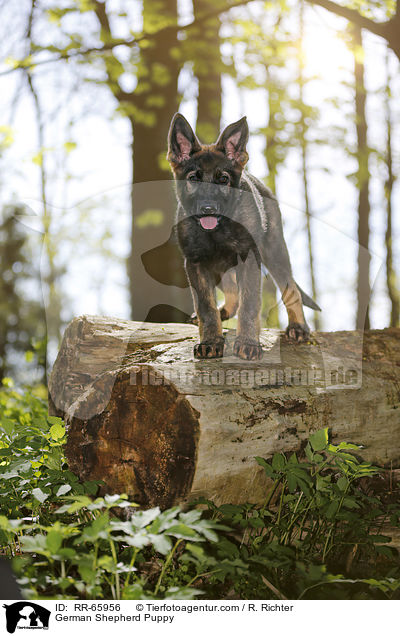 Deutscher Schferhund Welpe / German Shepherd Puppy / RR-65956