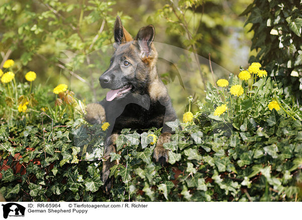 Deutscher Schferhund Welpe / German Shepherd Puppy / RR-65964