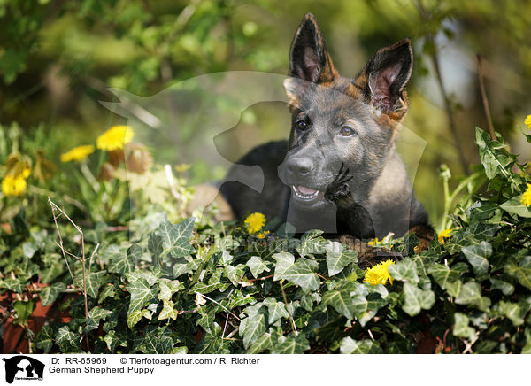Deutscher Schferhund Welpe / German Shepherd Puppy / RR-65969