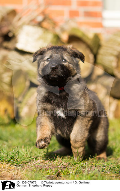 German Shepherd Puppy / DG-07979