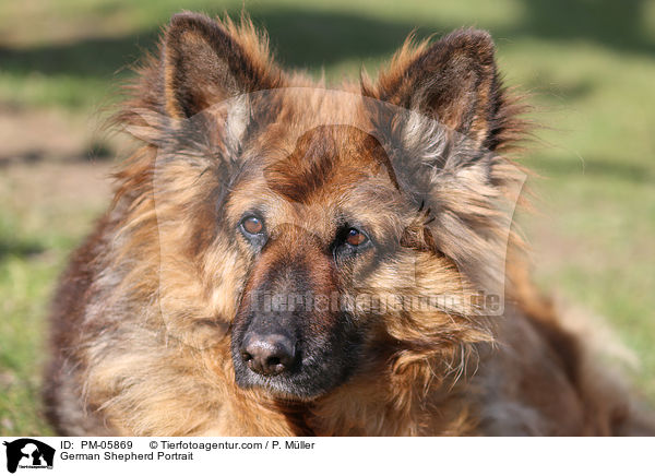 German Shepherd Portrait / PM-05869